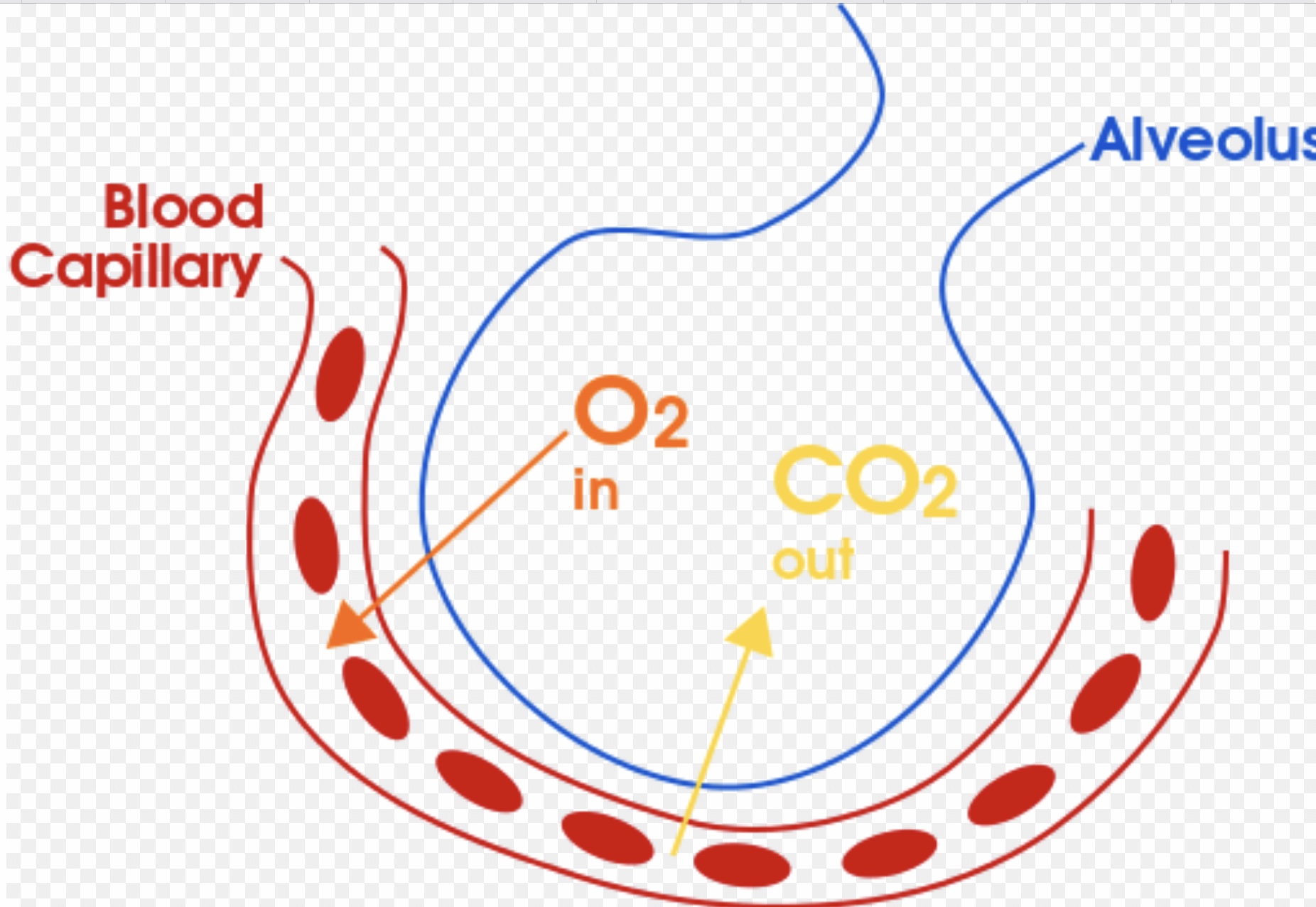 Exchange of O2 and CO2 in the alveolus sac
